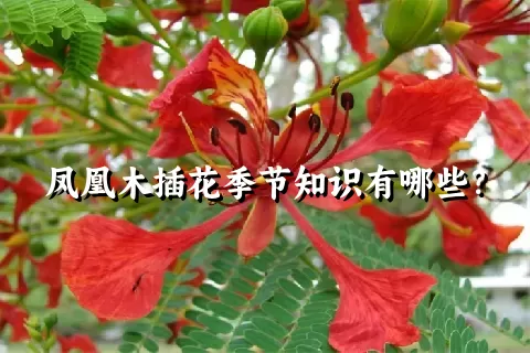 凤凰木插花季节知识有哪些？