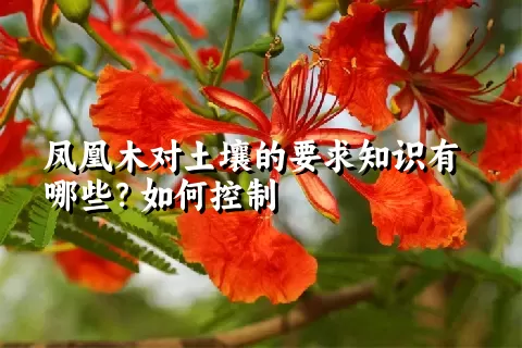 凤凰木对土壤的要求知识有哪些？如何控制