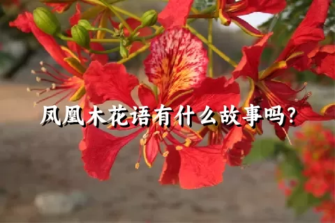 凤凰木花语有什么故事吗？