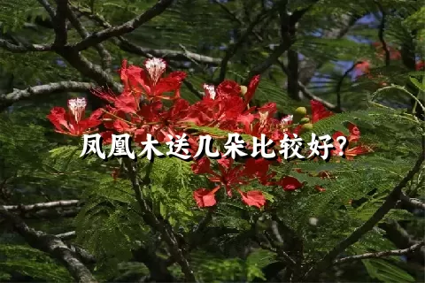 凤凰木送几朵比较好？