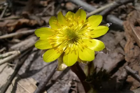 侧金盏花