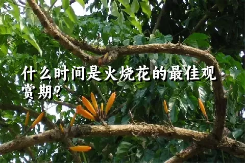 什么时间是火烧花的最佳观赏期？