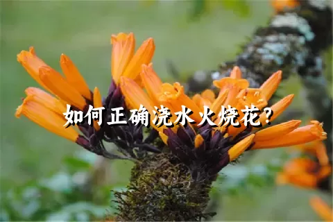 如何正确浇水火烧花？