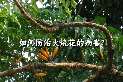 如何防治火烧花的病害？