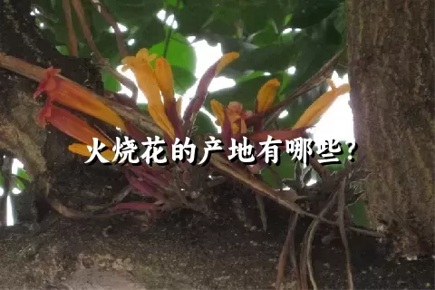 火烧花的产地有哪些？