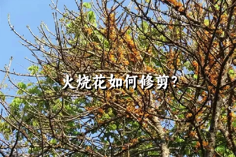 火烧花如何修剪？