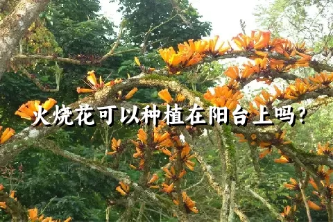 火烧花可以种植在阳台上吗？