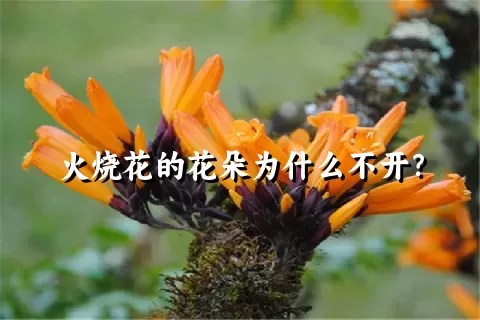 火烧花的花朵为什么不开？