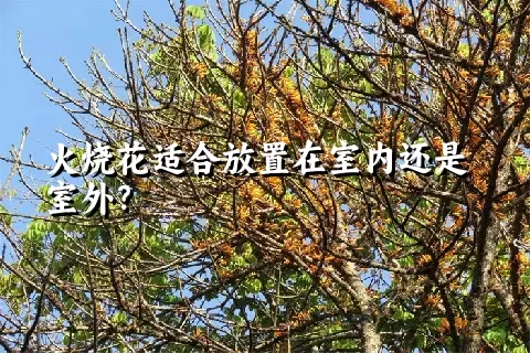 火烧花适合放置在室内还是室外？