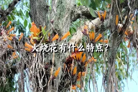 火烧花有什么特点？