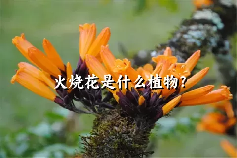 火烧花是什么植物？