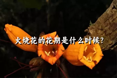 火烧花的花期是什么时候？