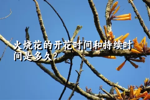 火烧花的开花时间和持续时间是多久？