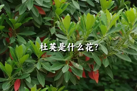 杜英是什么花？