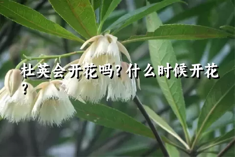 杜英会开花吗？什么时候开花？