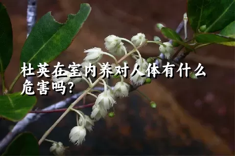 杜英在室内养对人体有什么危害吗？