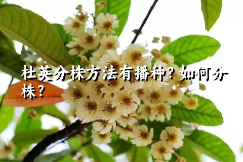 杜英分株方法有播种？如何分株？