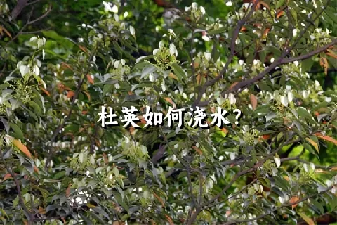 杜英如何浇水？