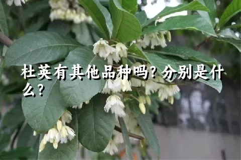 杜英有其他品种吗？分别是什么？