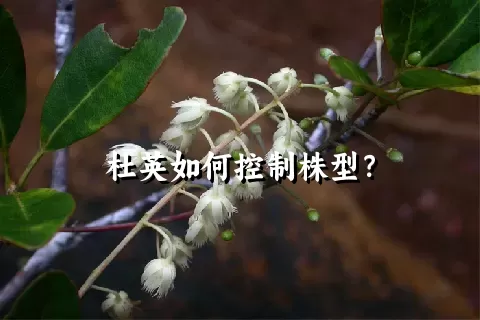 杜英如何控制株型？