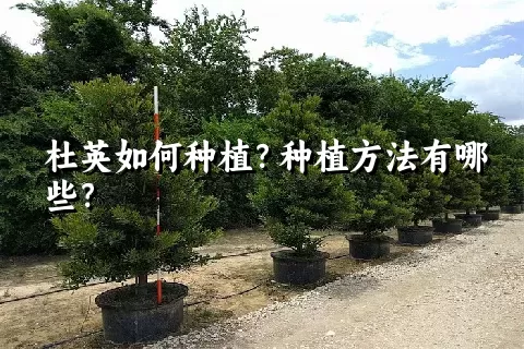 杜英如何种植？种植方法有哪些？