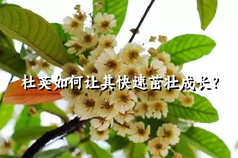 杜英如何让其快速茁壮成长？