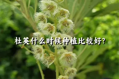 杜英什么时候种植比较好？