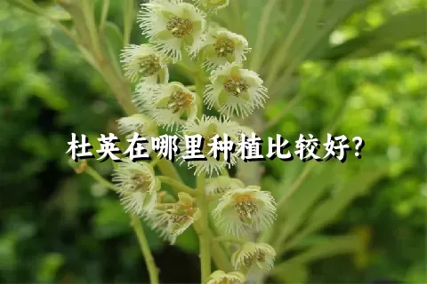 杜英在哪里种植比较好？