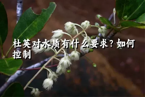 杜英对水质有什么要求？如何控制