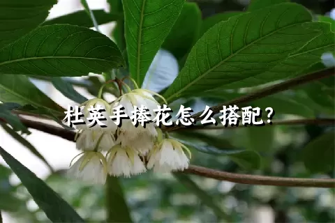 杜英手捧花怎么搭配？