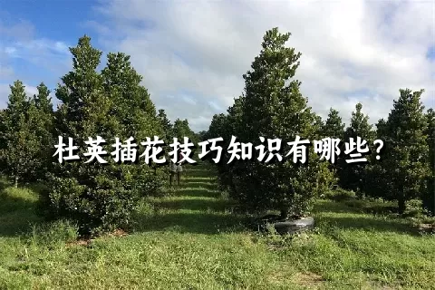 杜英插花技巧知识有哪些？