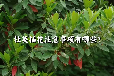 杜英插花注意事项有哪些？