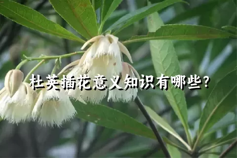 杜英插花意义知识有哪些？