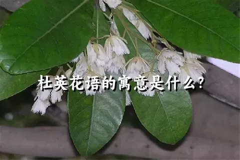 杜英花语的寓意是什么？