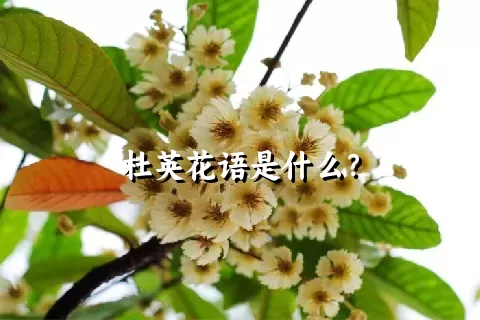 杜英花语是什么？