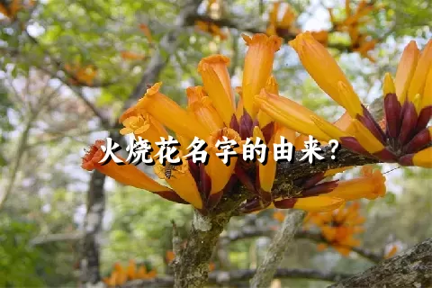 火烧花名字的由来？