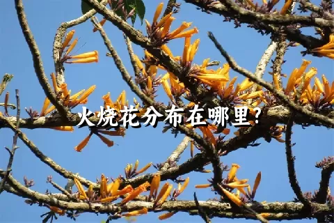 火烧花分布在哪里?