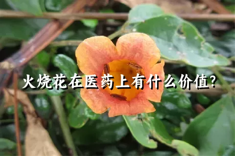 火烧花在医药上有什么价值？