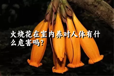 火烧花在室内养对人体有什么危害吗？