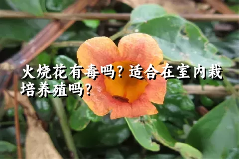 火烧花有毒吗？适合在室内栽培养殖吗？