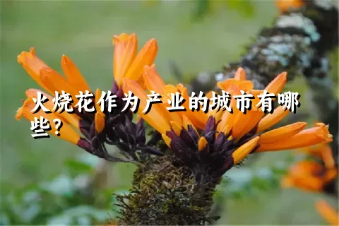 火烧花作为产业的城市有哪些？