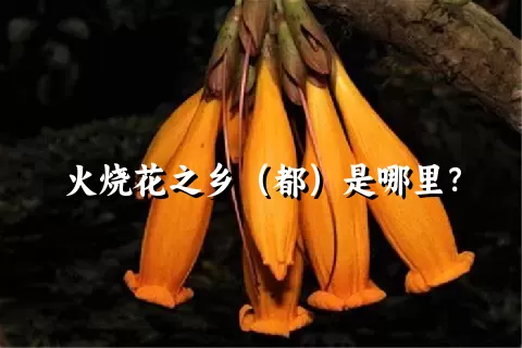 火烧花之乡（都）是哪里？