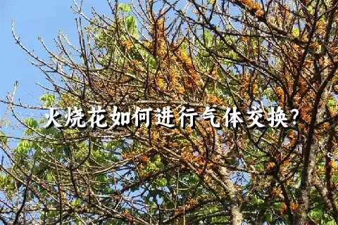 火烧花如何进行气体交换？