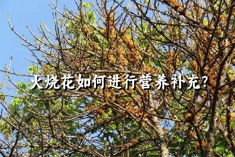 火烧花如何进行营养补充？