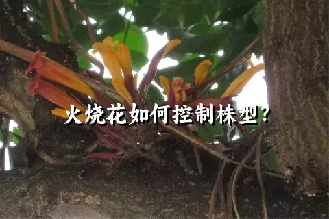 火烧花如何控制株型？