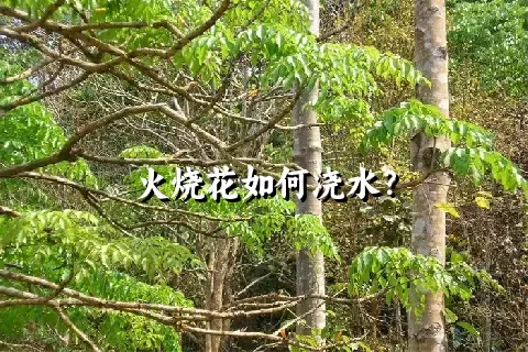 火烧花如何浇水？