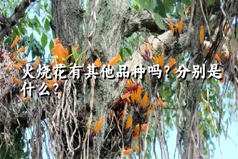 火烧花有其他品种吗？分别是什么？