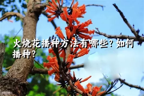 火烧花播种方法有哪些？如何播种？