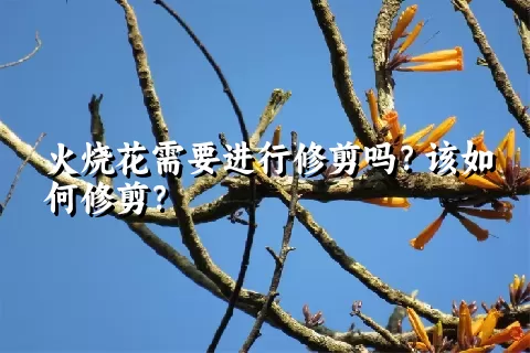 火烧花需要进行修剪吗？该如何修剪？