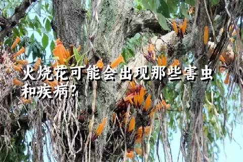 火烧花可能会出现那些害虫和疾病？